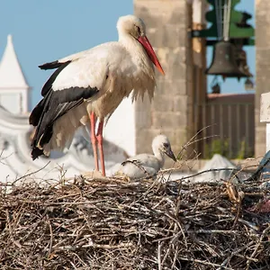 https://stork-hostel.hotelaalgarve.com